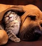 pic for Cat and Dog